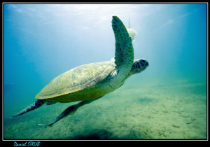 Green turtle :-D by Daniel Strub 